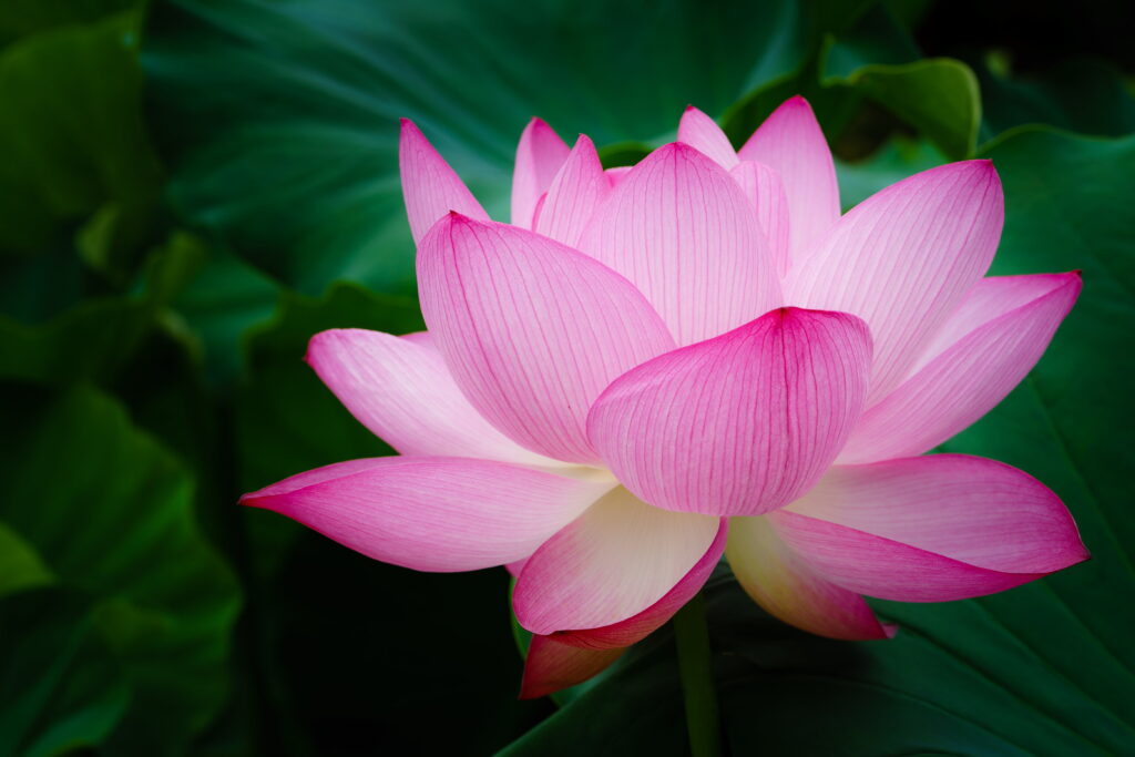 Blooming lotus flower